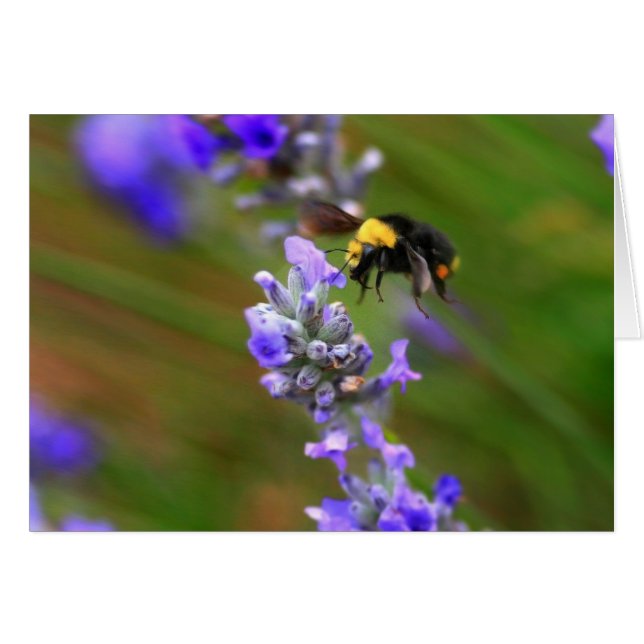 Abeille en Lavender (Devant horizontal)