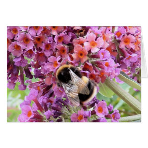 Abeille et buddleia