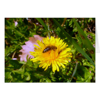 Abeille et pissenlit