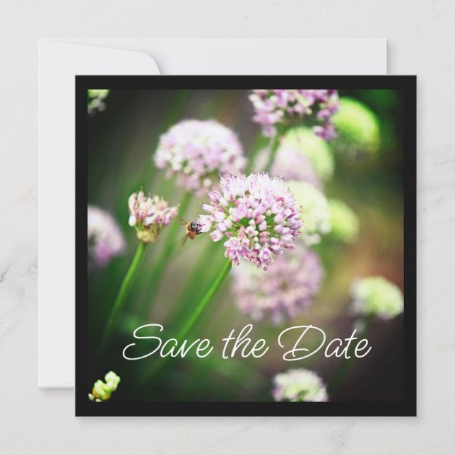 Abeille heureuse avec des fleurs d'Allium diagonal (Devant)