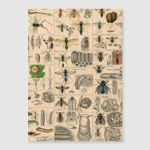 Abeille Insecte Bug Wasp Nature Peinture des abeil