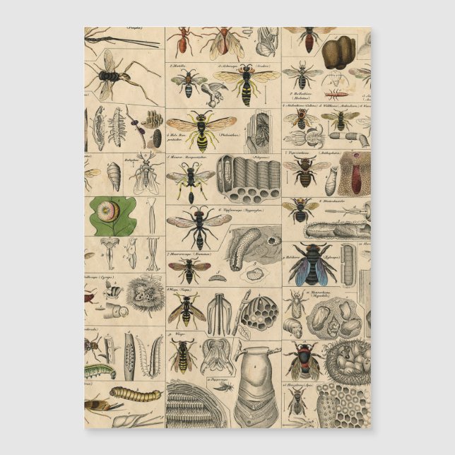 Abeille Insecte Bug Wasp Nature Peinture des abeil (Devant)