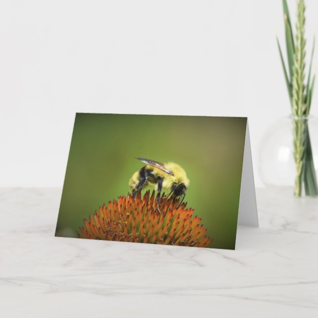 Abeille sur coneflower, carte (Devant)