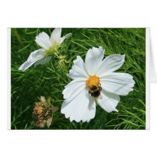 Abeille sur fleur blanche