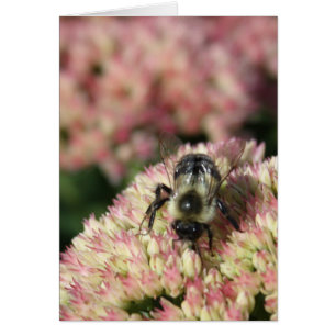 abeille sur le sedum
