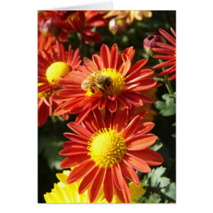 Abeille sur maman