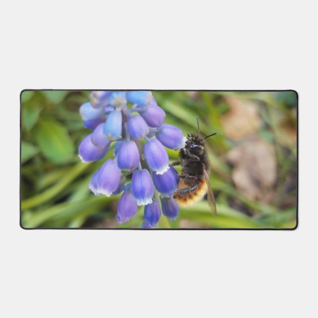 Abeille sur Muscari Armeniacum, Grape Hyacinth (Recto)