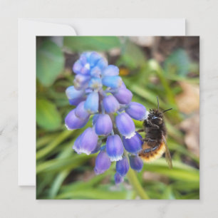 Abeille sur Muscari Armeniacum, Grape Hyacinth