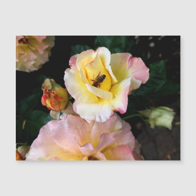 Abeille sur roses rose jaune Fleurs (Devant)
