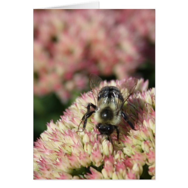 abeille sur sedum (Devant)