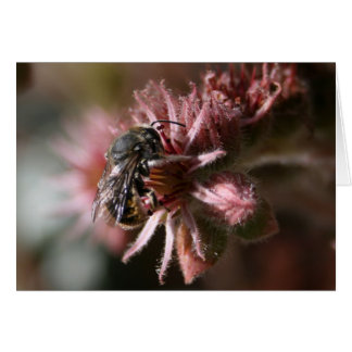Abeille sur sempervivum