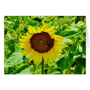 Abeille sur tournesol jaune