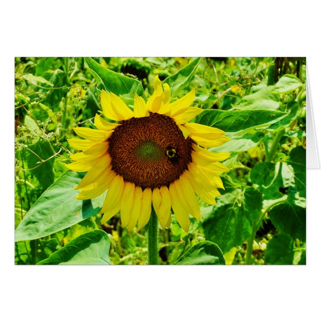 Abeille sur tournesol jaune (Devant horizontal)