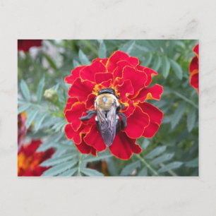 Abeille sur une carte postale à fleurs