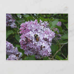 Abeille sur une carte postale de lilas