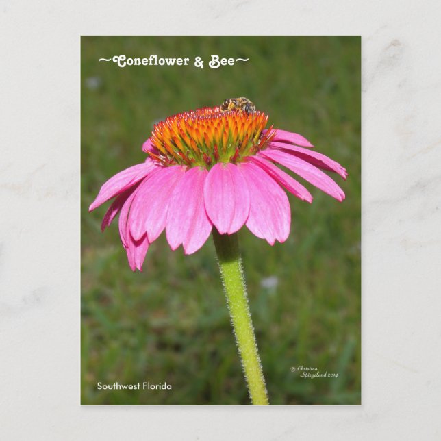 Abeille sur une carte postale de Rudbeckia à fleur (Devant)