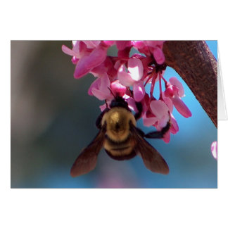 Abeille sur une fleur
