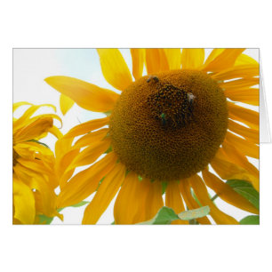 Abeilles ensoleillées