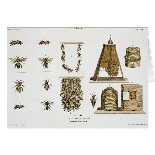 Abeilles et apiculture, "du jeune terrien", p (Devant horizontal)