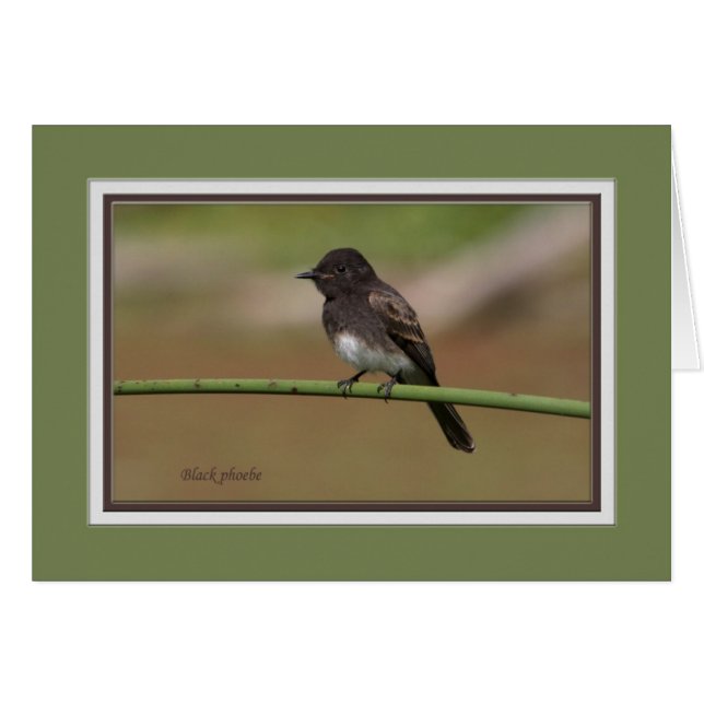 Ablackphoebe0080 (Devant horizontal)