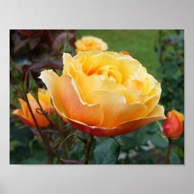 About Face Rose #2 Poster (Devant)