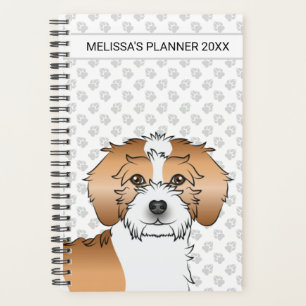 Abpricot Parti-color Mini Goldendoodle