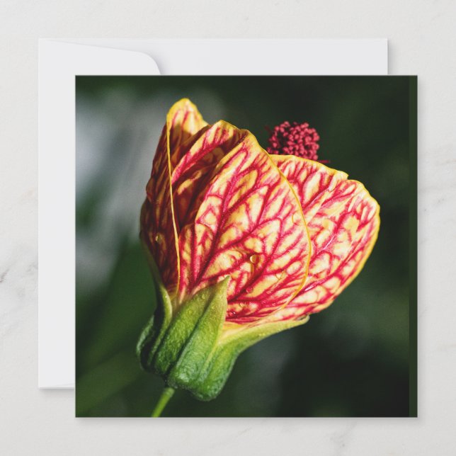 Abutilon Biltmore Ballgown (Devant)