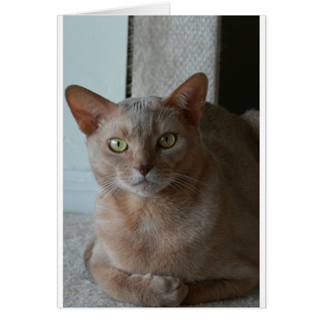 Abyssinian (Devant)