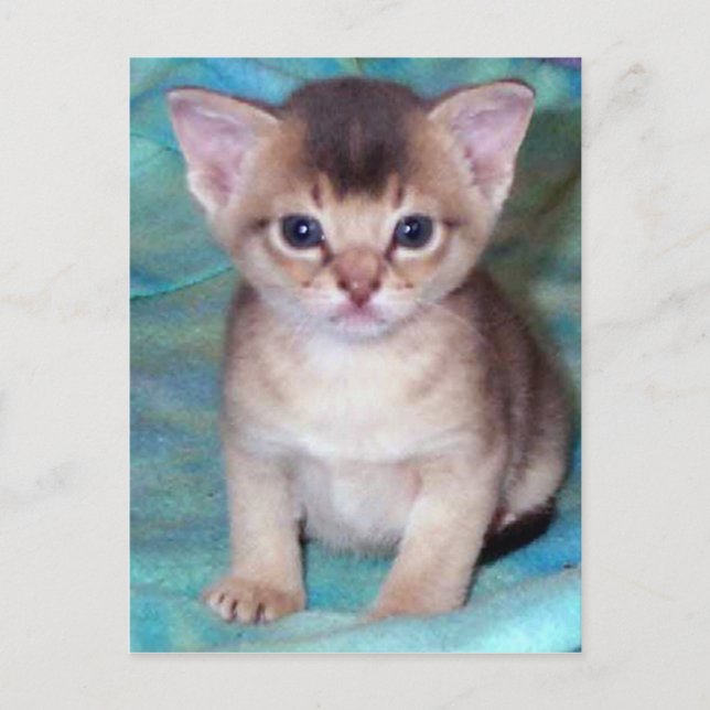 Abyssinian Kitten Baby Cat Cartes postales (Devant)