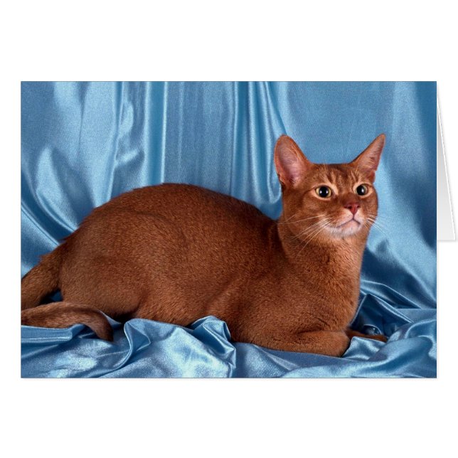 Abyssinian, sorrel (Devant horizontal)
