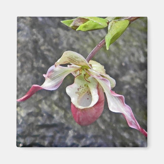 AC - Lady Slipper Orchid Magnet