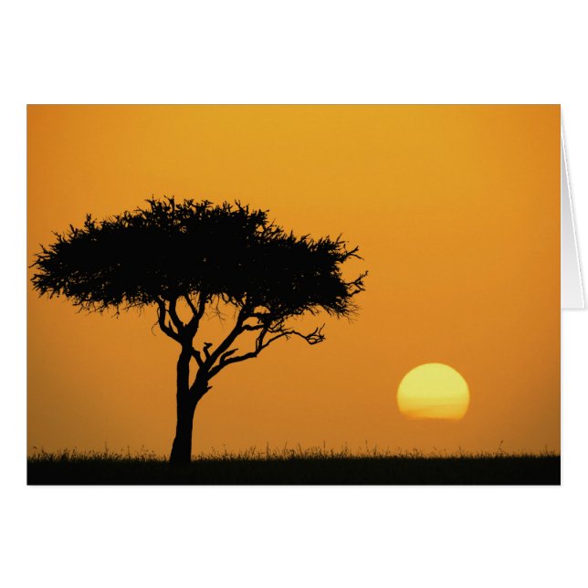 Acacia solitaire en silhouette au lever du soleil, (Devant horizontal)