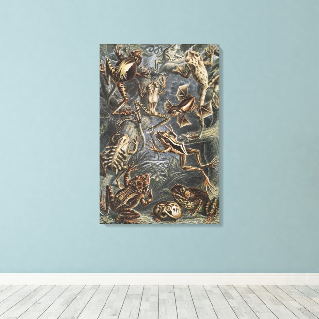 Academia Noire Haeckel Impression Vintage Grenouil (Insitu (Plancher de Bois))