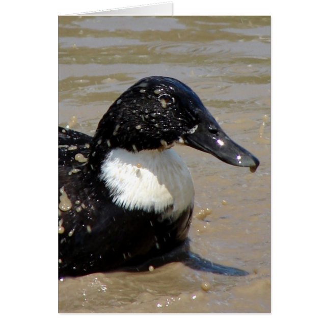 Accélérer le canard (Devant)