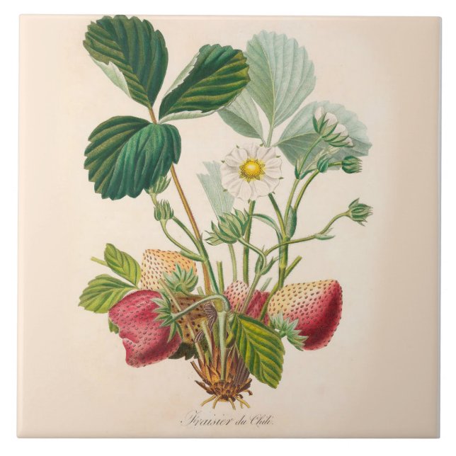 Accent de cuisine de carreau de céramique de (Devant)