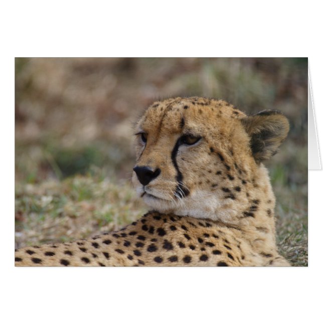 Acinonyx jubatus (Devant horizontal)