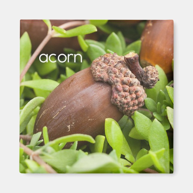 Acorn Réfrigérateur Magnet (Devant)