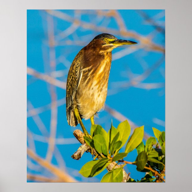 Act Natural 16 x 20 Poster (Devant)