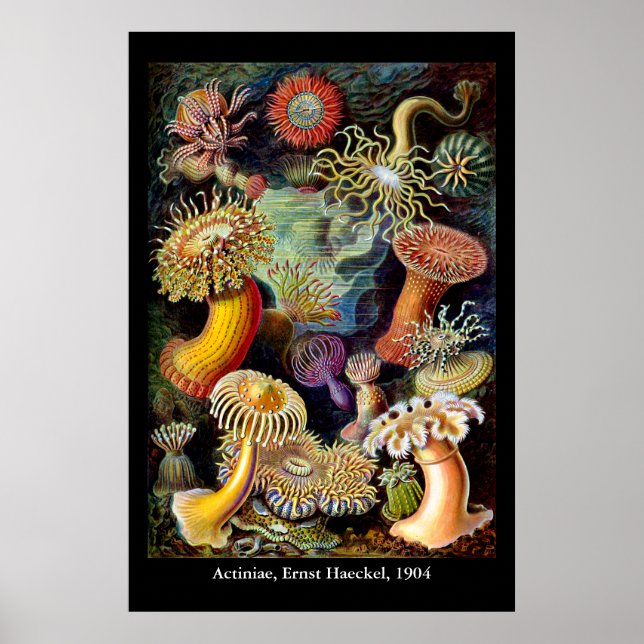Actiniae par Ernst Haeckel Affiche (Devant)