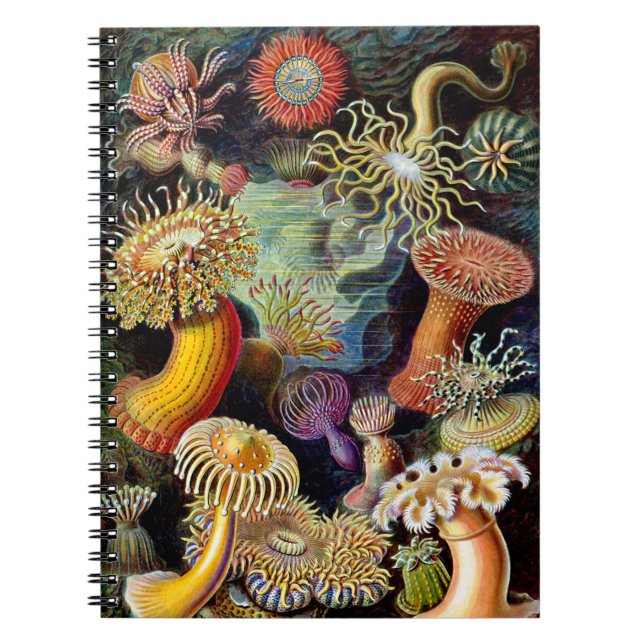 Actiniae par Ernst Haeckel Carnet (Devant)