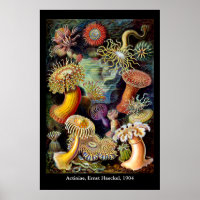 Actiniae par Ernst Haeckel Poster