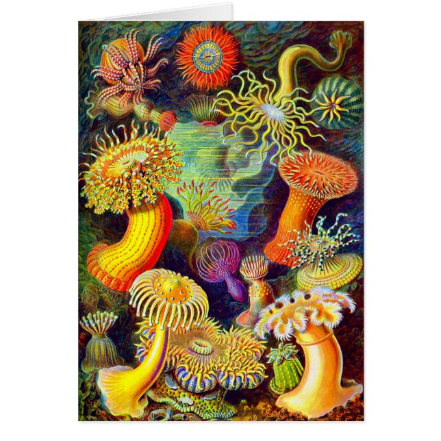 Actinies d'Ernst Haeckel (Devant)