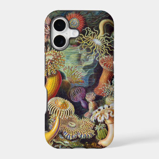 Actinies d'Ernst Haeckel