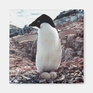 Adelie Penguin Magnet de nid