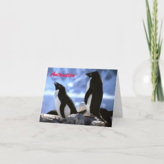 Adelie Penguins dans l'Antarctique Carte de voeux