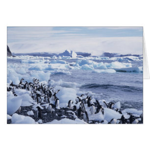 Adelie Penguins Pygoscelis adeliae