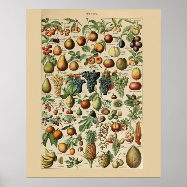 Adolphe Millot Fruits Print Poster (Devant)
