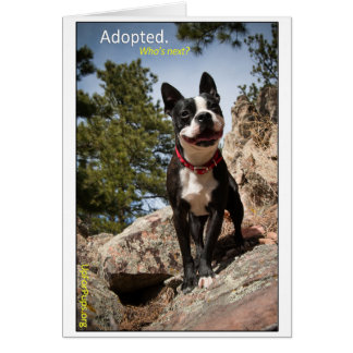 Adopté. Boston Terrier