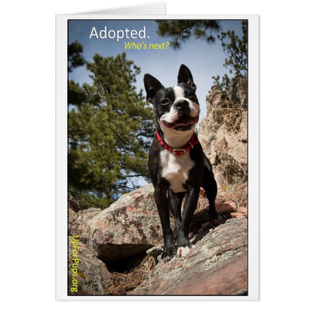 Adopté. Boston Terrier (Devant)