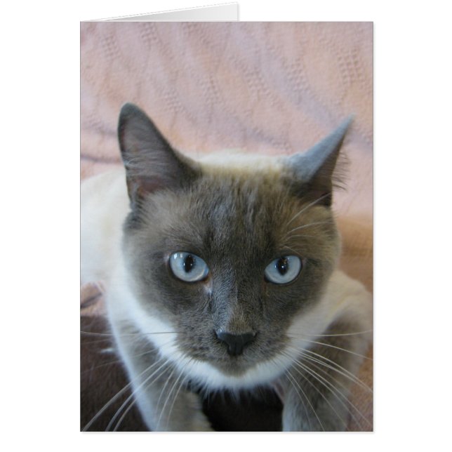 Adopter 144 (Devant)